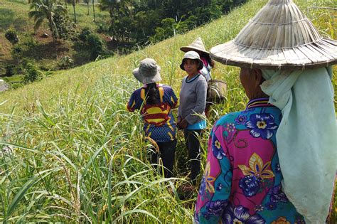 prepared land for agriculture figgerits|Indigenous Farming Practices in the Philippines: Old Ways of .